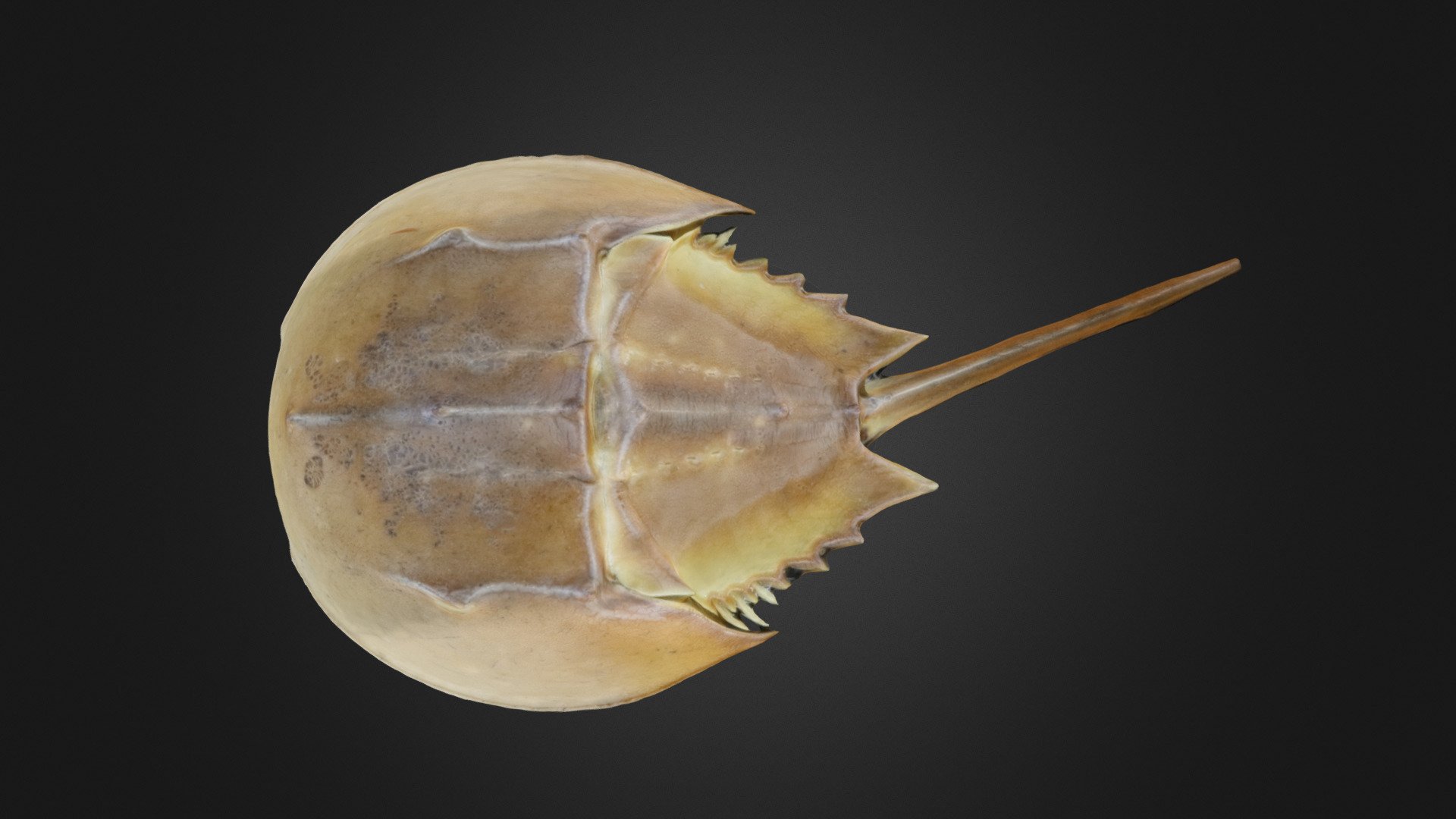 Arthropod: Limulus (horseshoe crab)