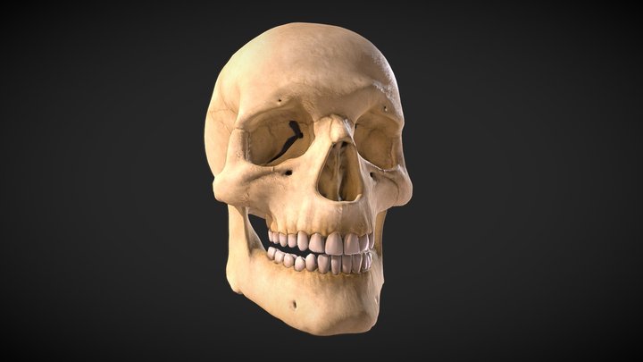 Craneo humano 3D Model