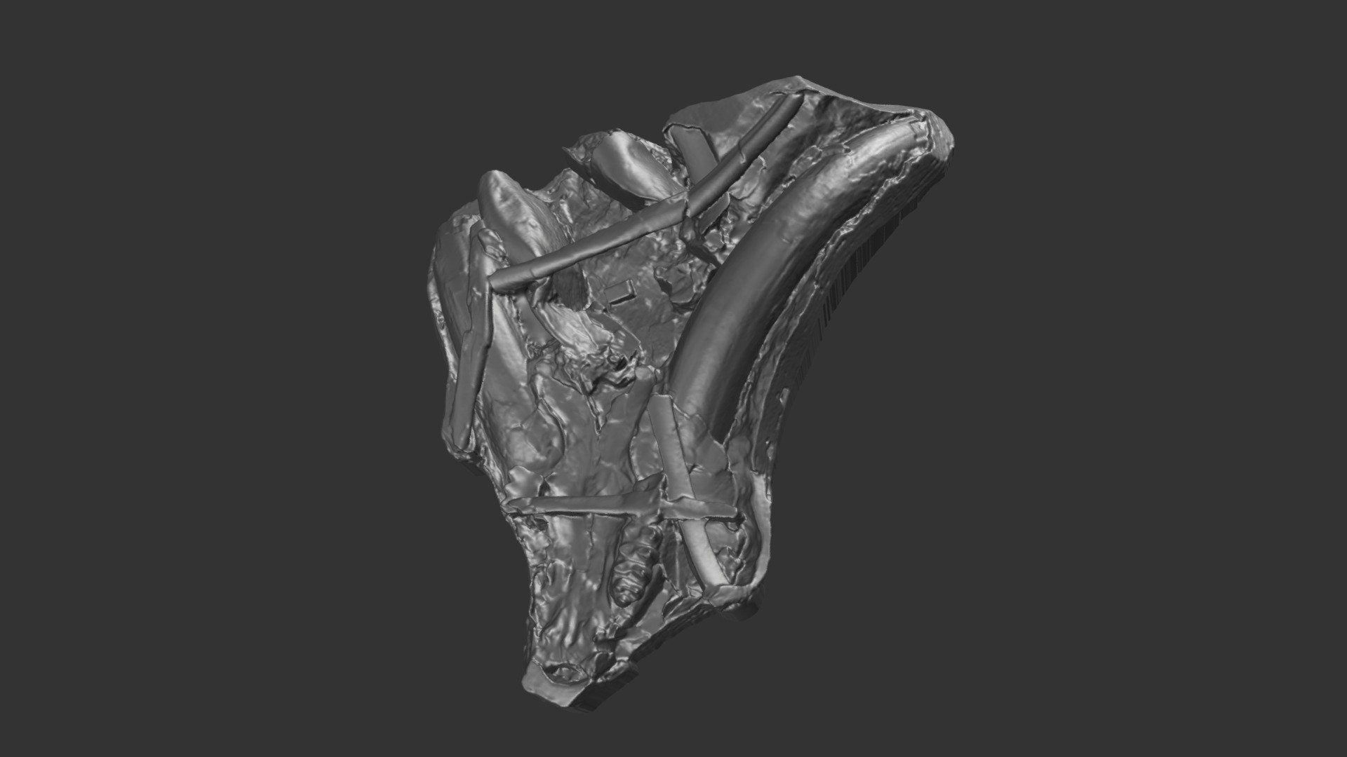 Mammut pacificus cranium