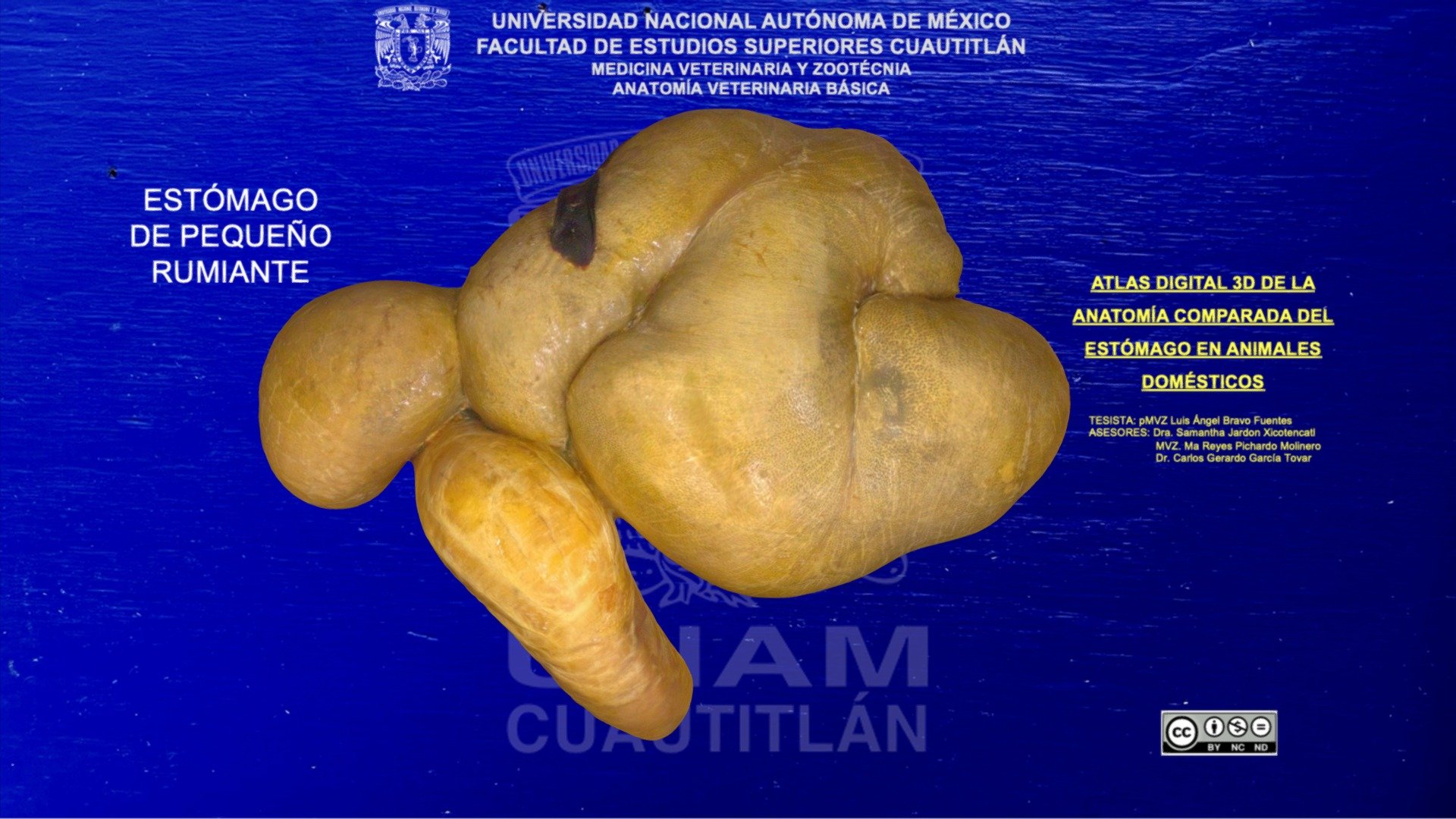 ESTÓMAGO PEQUEÑO RUMIANTE - RUMEN - SURCOS - 3D model by Anatomía ...