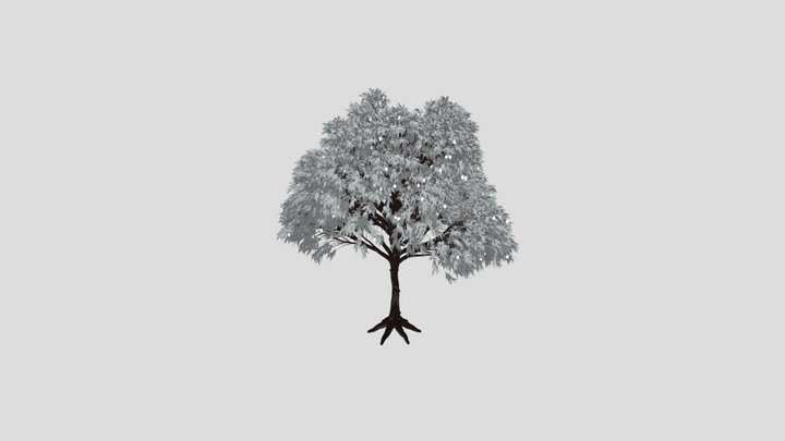 Mango Tree