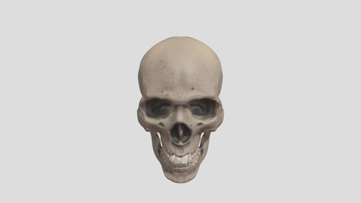 skull_downloadable 3D Model