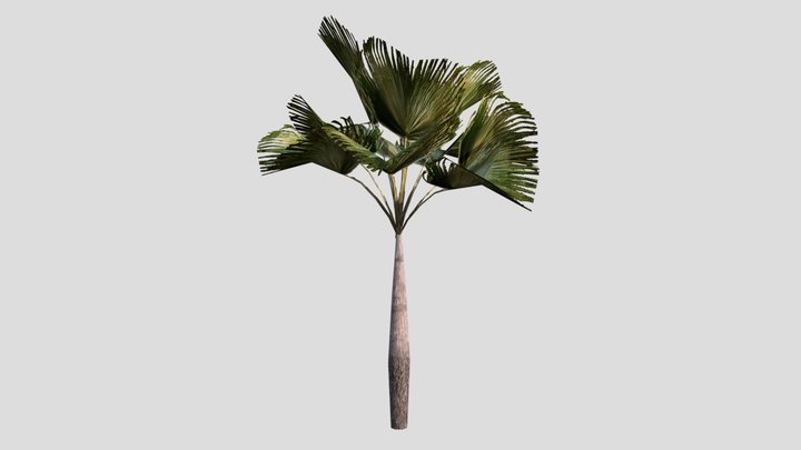 Palm Tree_01 – Free 3D Model STL