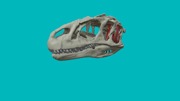 Allosaurus Fragilis – Modelo 3D gratuito STL
