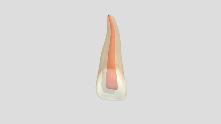 2021 - 11 - Endo 3D Model