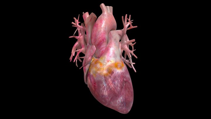 Realistic Rhythm Heart Animation 3D Model