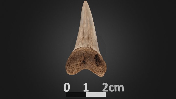Miocene Shark tooth 3D Model