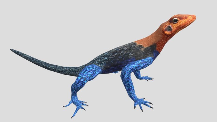 Agama Lizard 3D Model