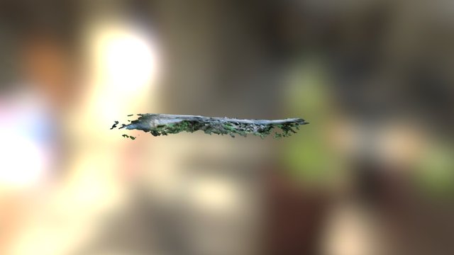 Muir Woods 3D Model