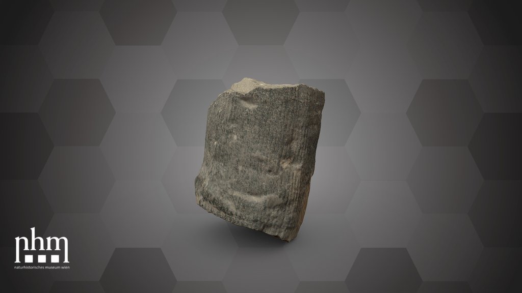 Calamites communis (NHMW-GEO-2024/0188/10966)