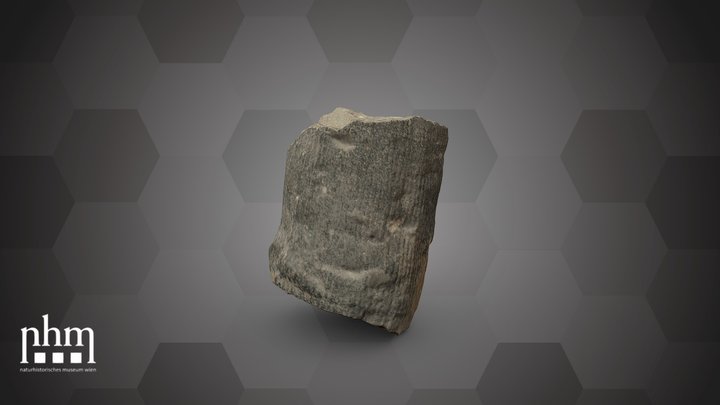 Calamites communis (NHMW-GEO-2024/0188/10966) – Free 3D Model STL