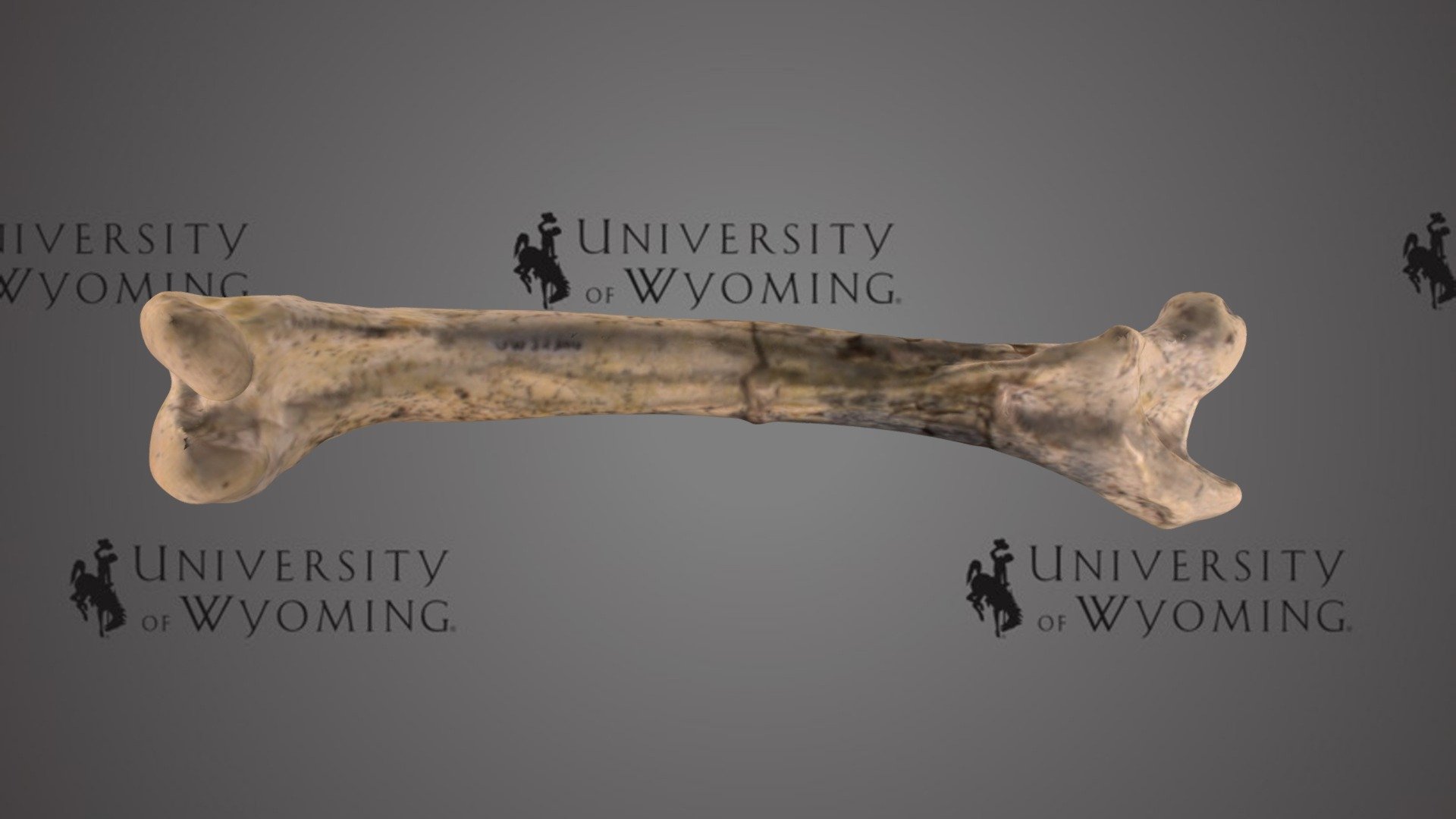 UW 32304 A - Wyomylus whitei, Limb