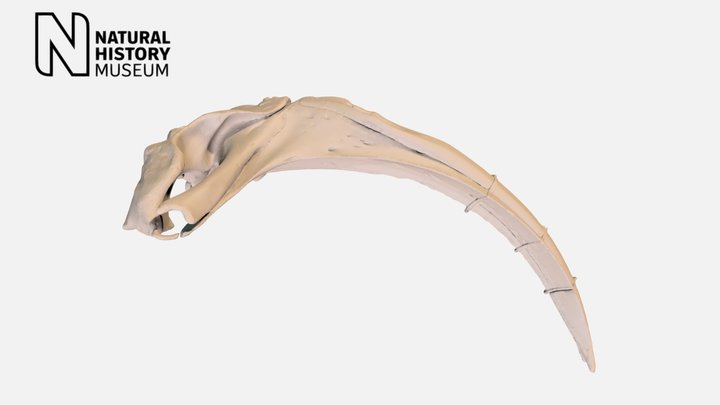 Bowhead whale cranium – Modello 3D gratuito STL