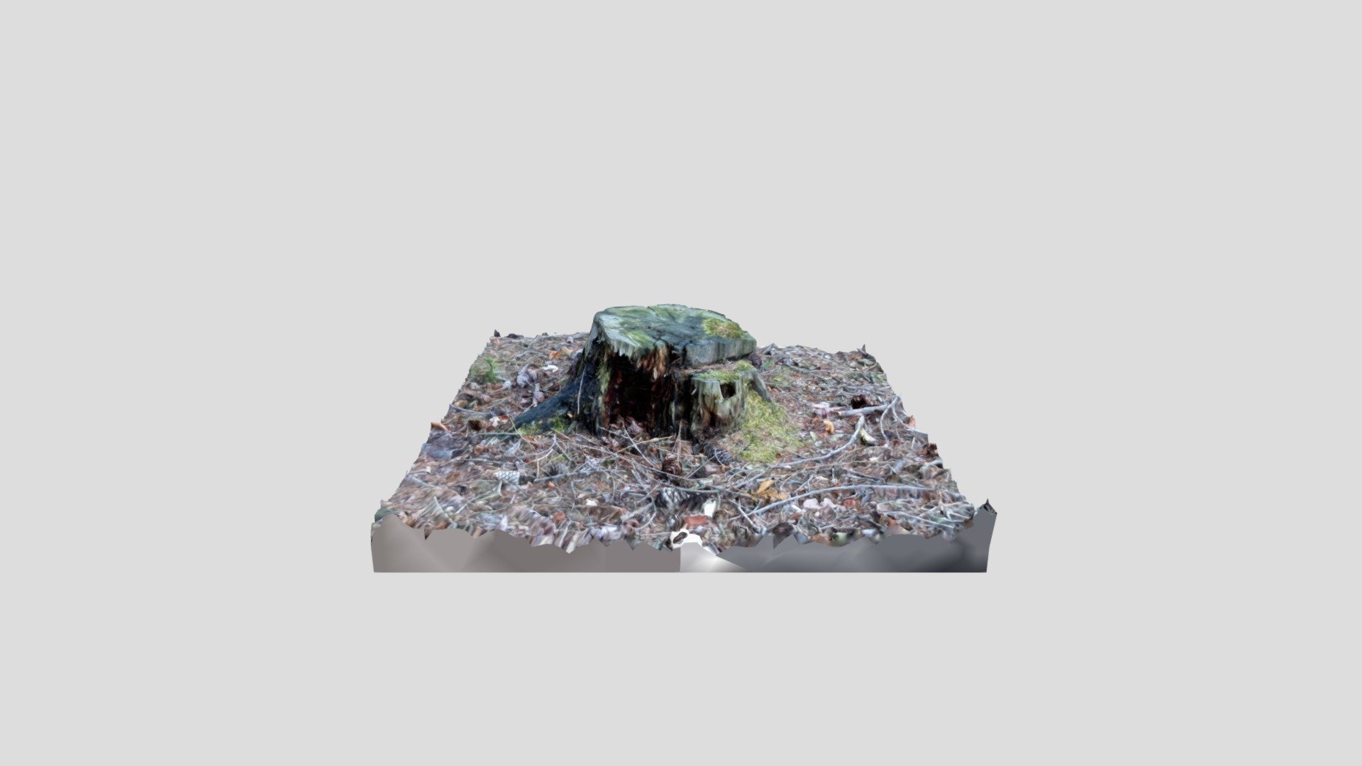Stump #1 - 3D model by zdendal [b3249c3] - Sketchfab