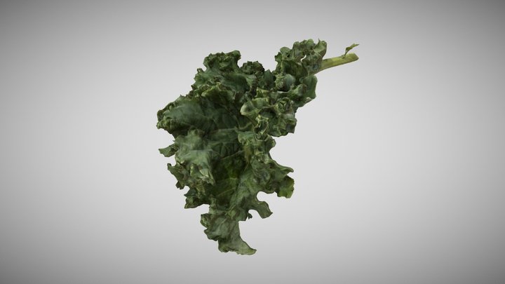 Kale 3D Scan Photogrammetry 3D Model