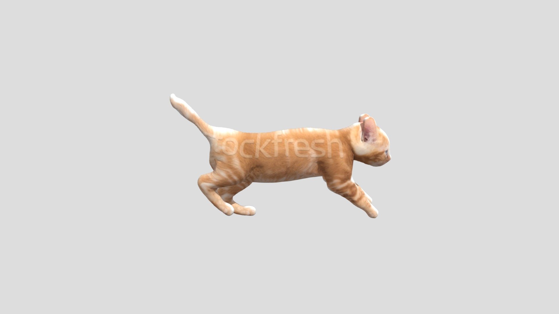 cat!!!!!!!!!!!!!!!!