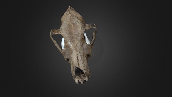 Skull of dog 3D Model
