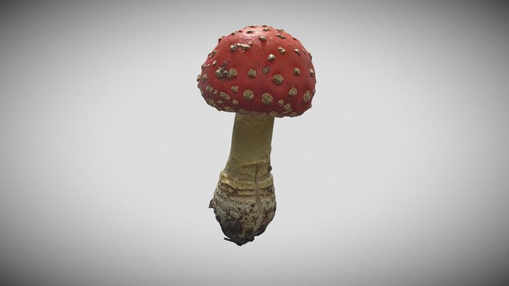 Musmire 3D models - Sketchfab