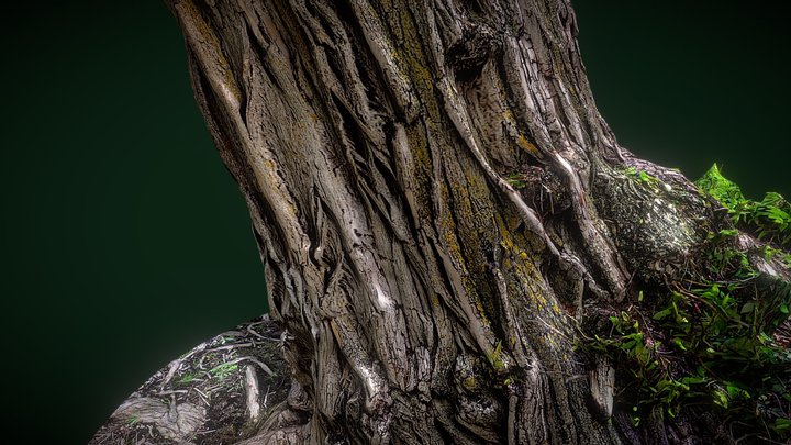 Craggy Tree Trunk 3D Model