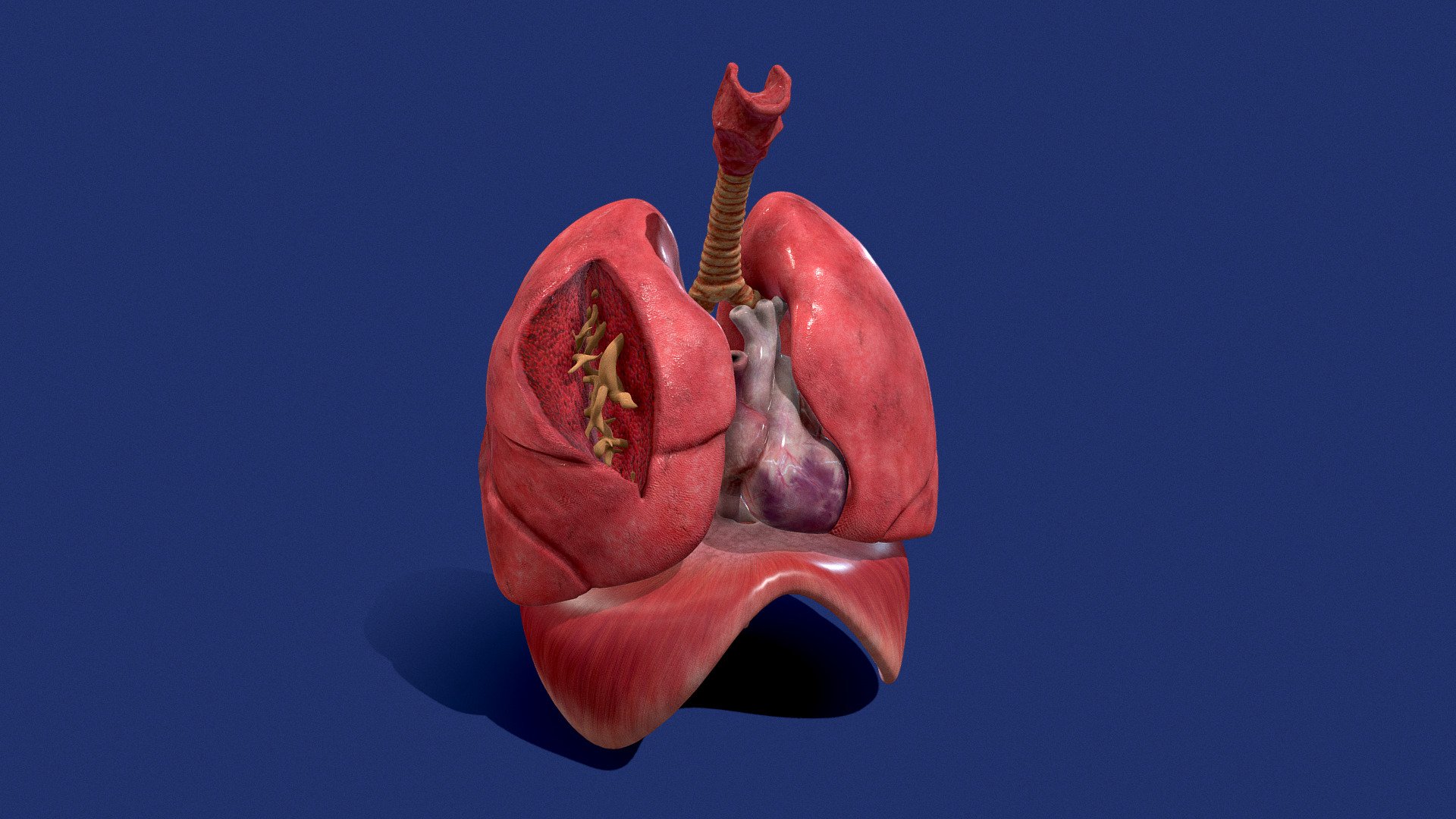 Respiratory System ANIMATION - body anatomy - Buy Royalty Free 3D model by  flarar-01 (@flarar) [b32c41d]