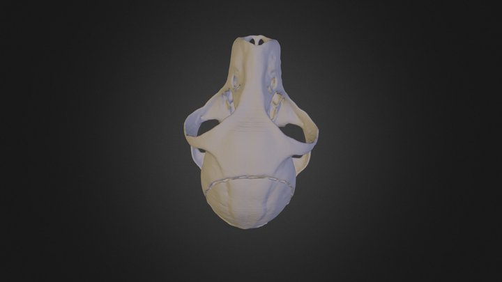 U S N M A49668 Cranium -300 3D Model