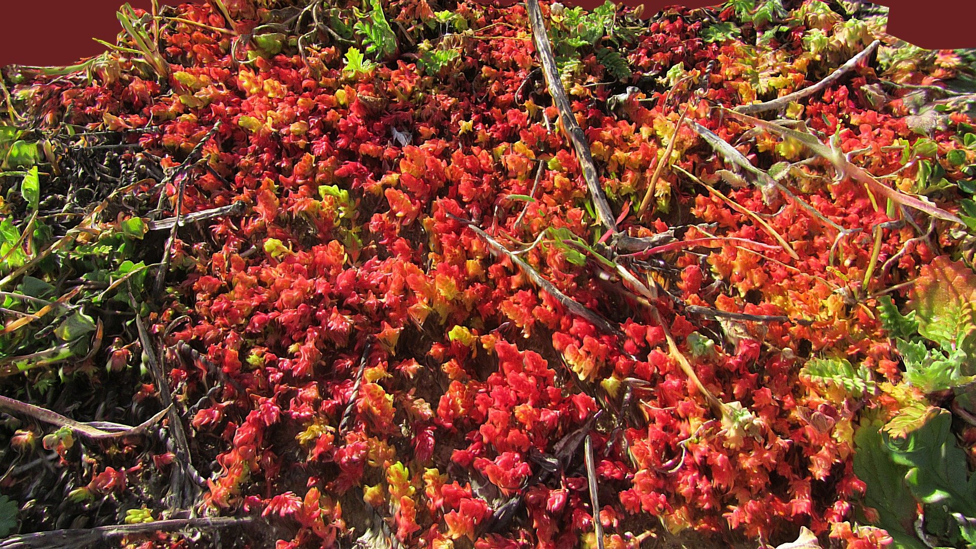 Spring Moss