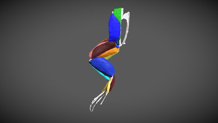 Xenopus laevis - diceCT frog 3D Model