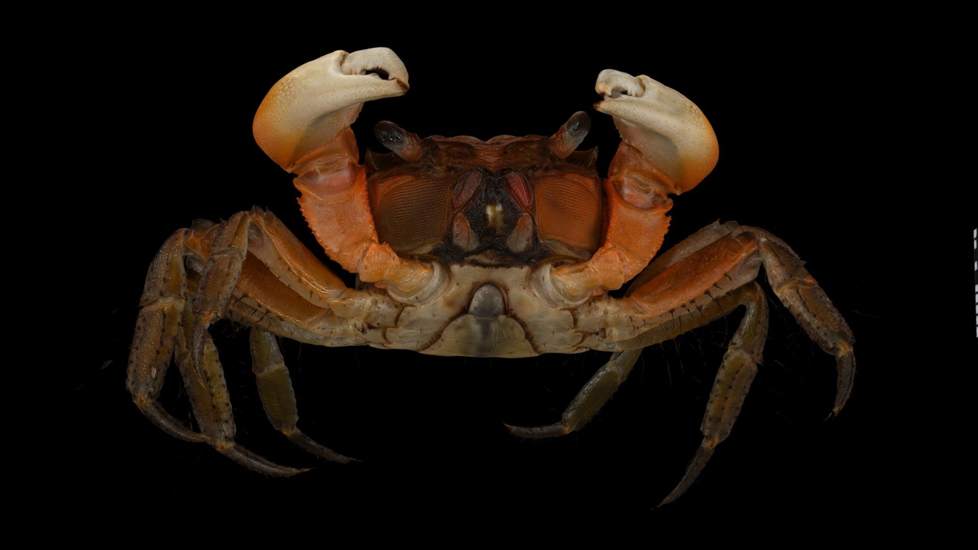 CC0 ベンケイガニ 🦀 ♂ Benkei Crab, S. intermedius — Sketchfab embed 3D viewer