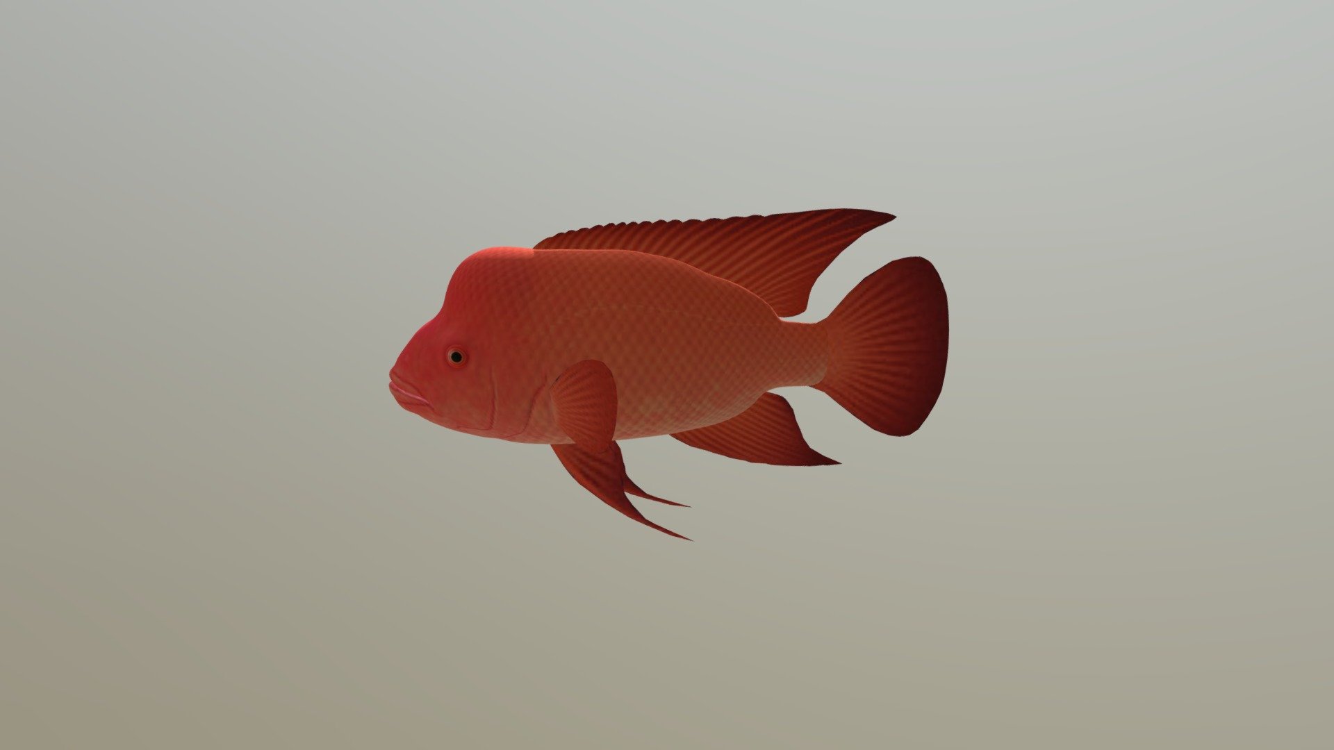 Fish4 - 3D model by hipuzzler [b3309ac] - Sketchfab