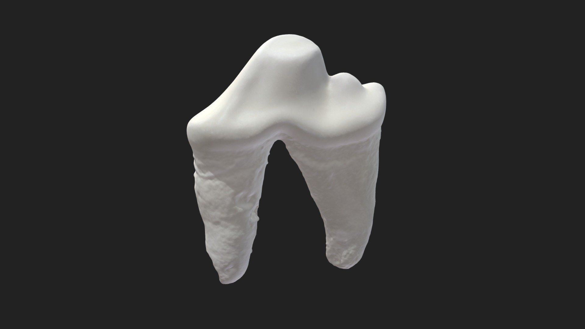 3rd cheek tooth (3rd premolar) dog (upper jaw) - Download Free 3D model ...