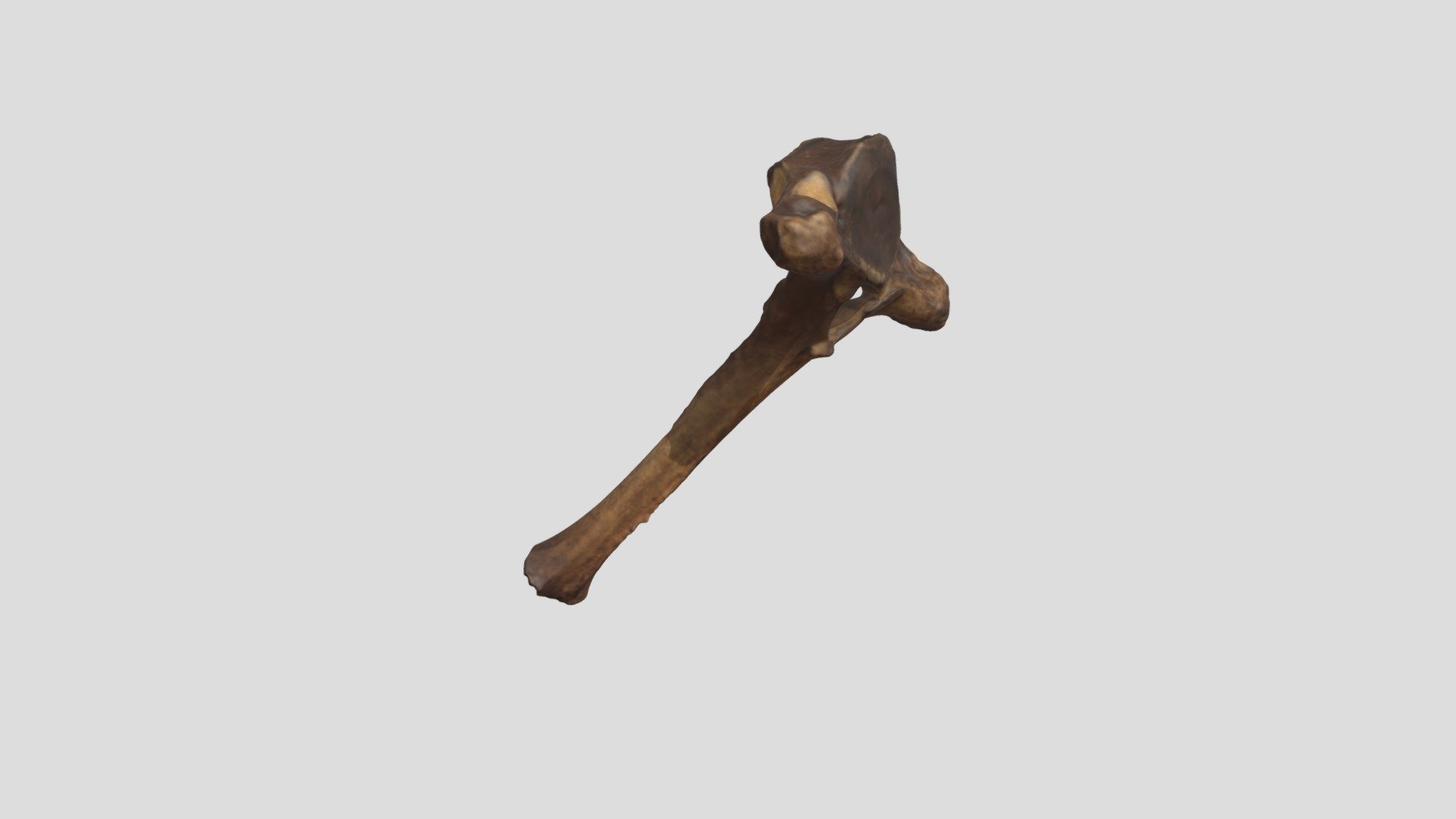 Thoracic Vertebra