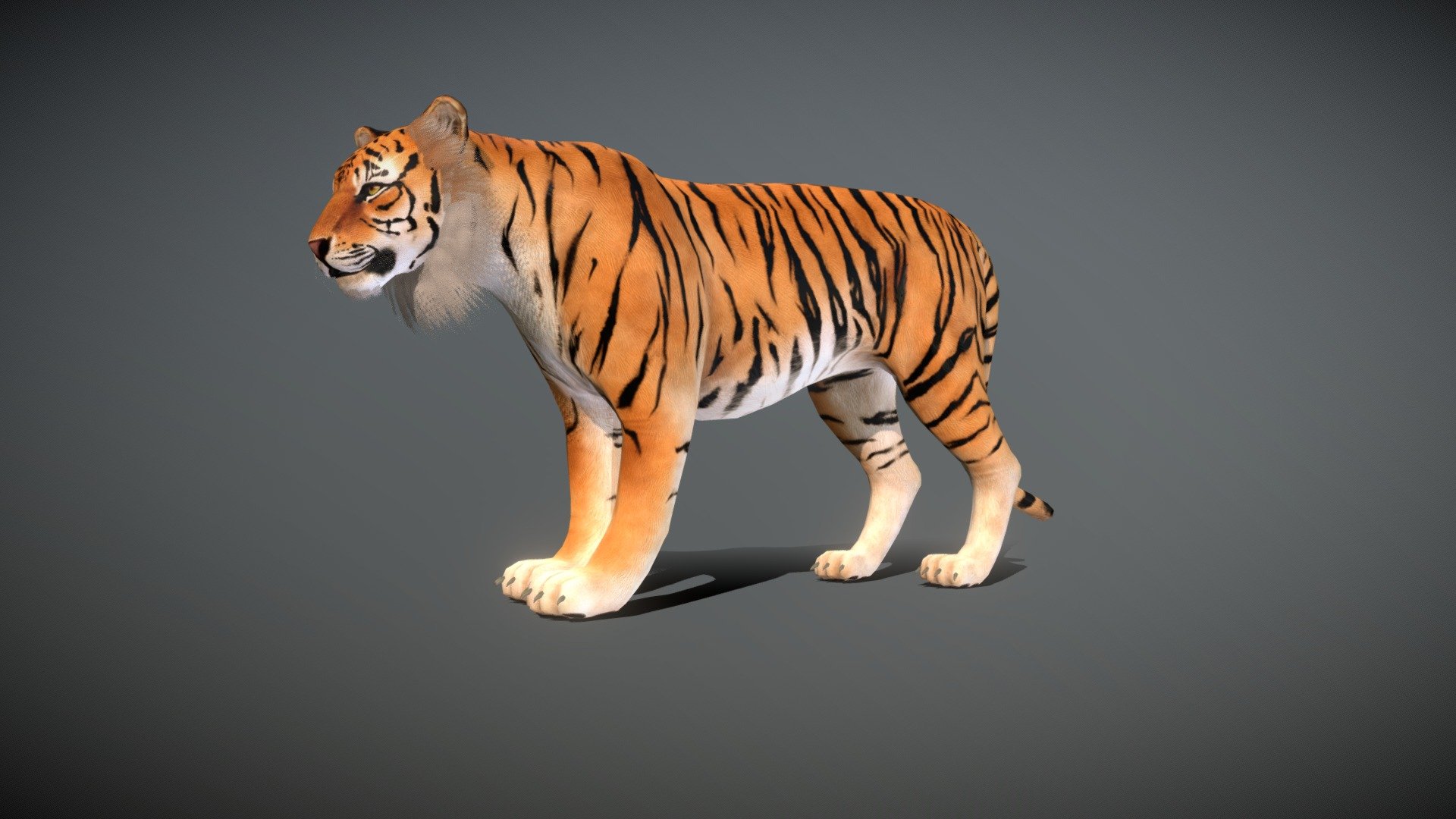 OBJ file TIGER DOWNLOAD Bengal TIGER 3d model animated for blender