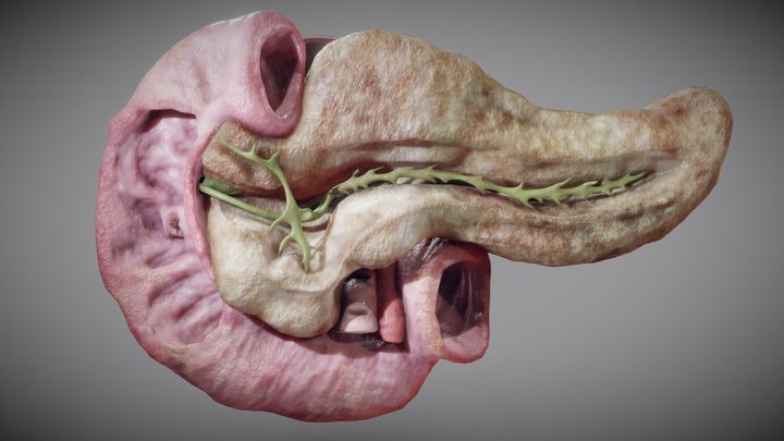 Pancreas and duodenum 3D Model