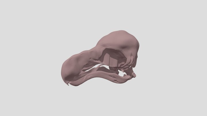 Dodo Skull 3D Model
