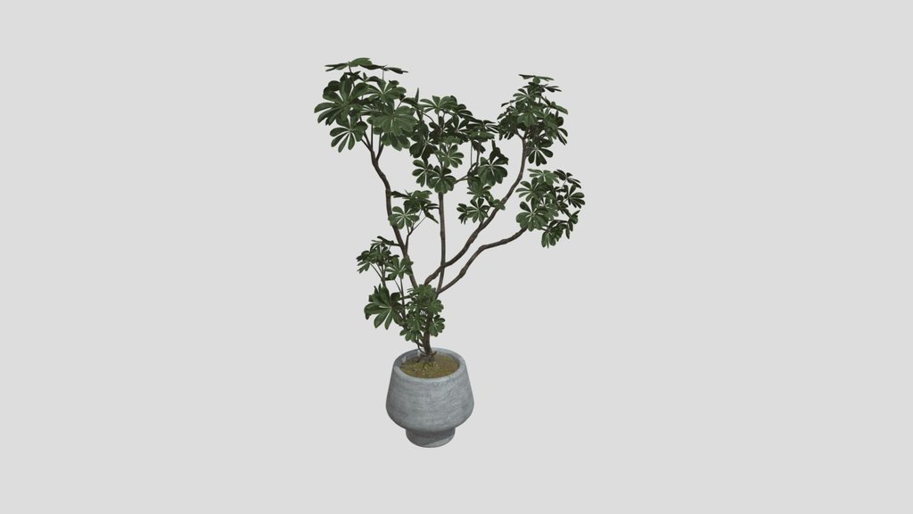 Plant