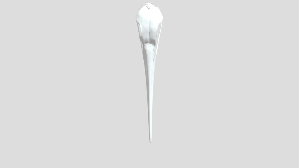 Ciconia nigra - upper jaw - CT scan