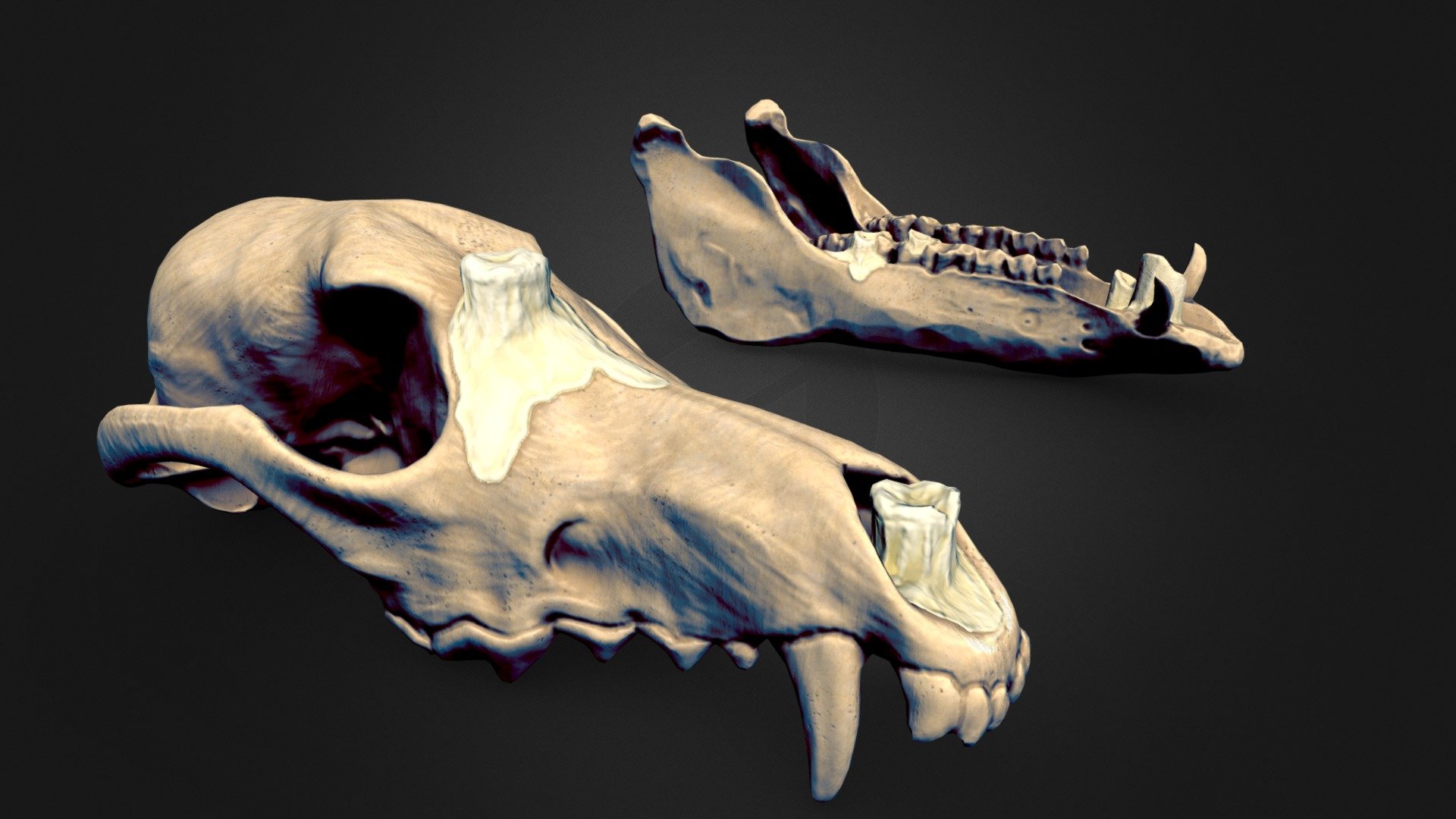 Stylized Skull / Jaw Candle