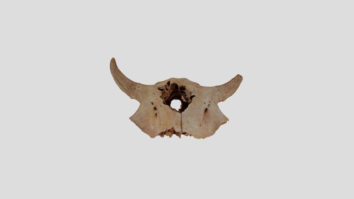 48CK302-6105, Bison bison, Crania 3D Model
