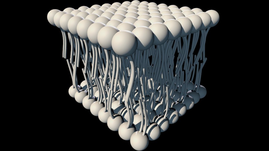 Cell membrane