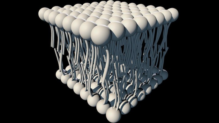 Cell membrane 3D Model