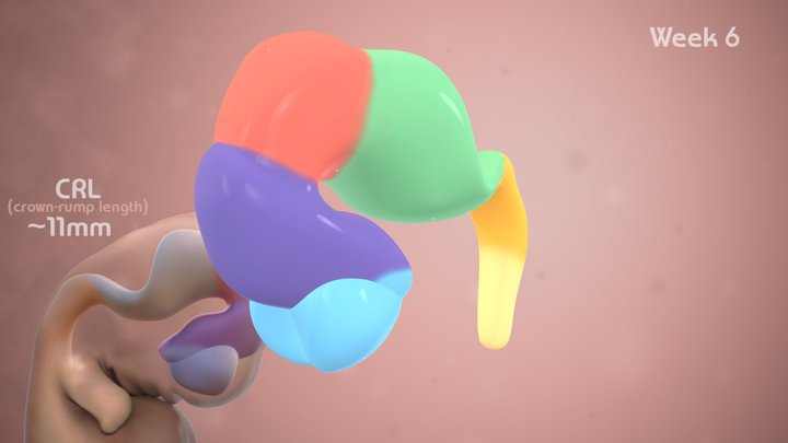 Embryology 3D models - Sketchfab