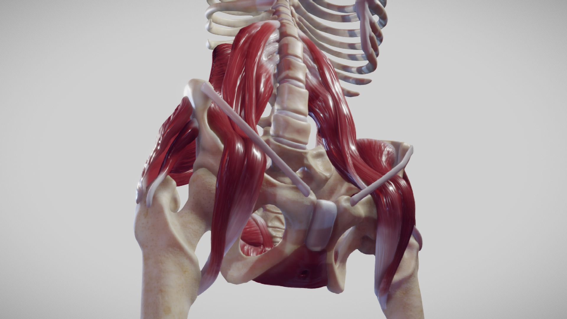 3D Anatomy of the Abdomen, Lower Back, and Pelvis Muscles