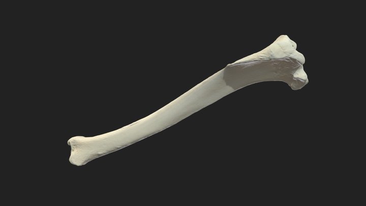shinbone (tibia) dog – Modèle 3D gratuit STL