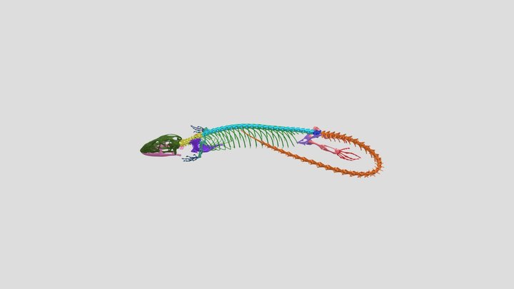 Lizard Anatomy: Lesson 1 Body Regions 3D Model