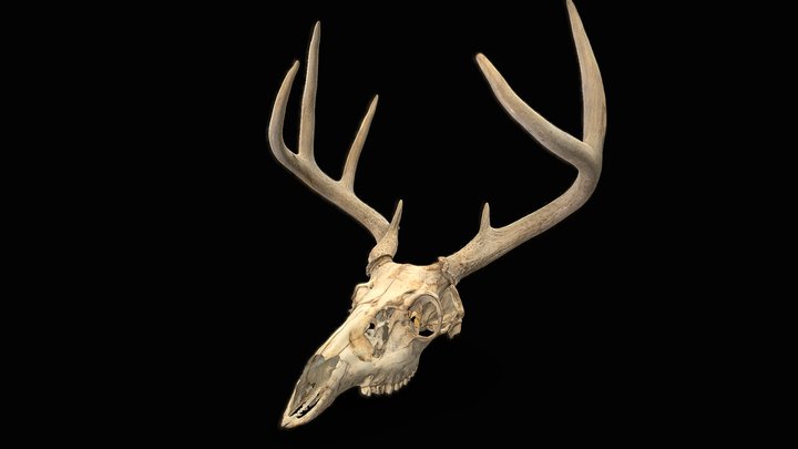 Deer Skull 3D Scan – Modello 3D gratuito STL