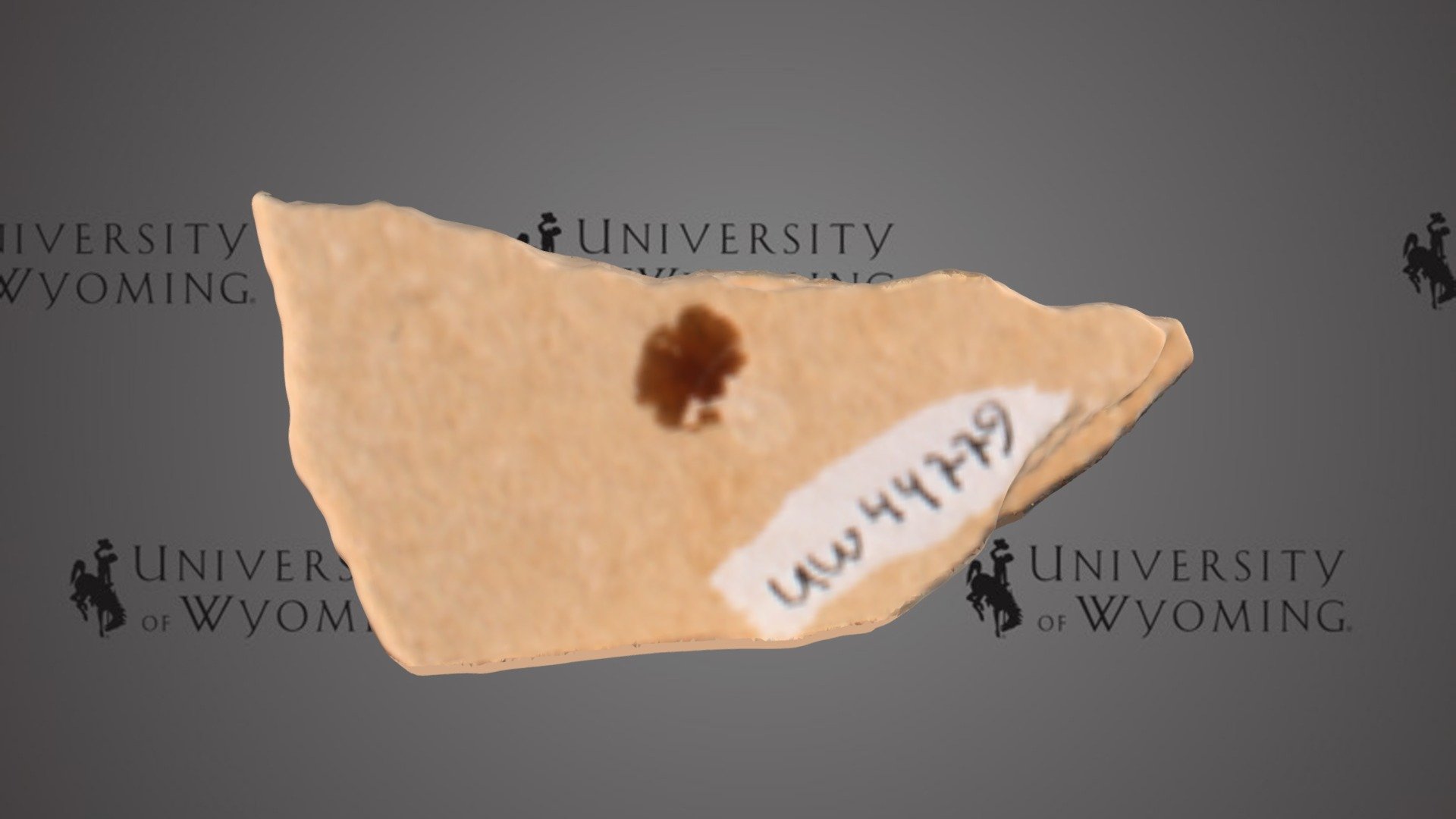 UW 44779 C - Osteichthyes