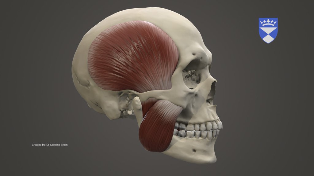 Head and neck anatomy - A 3D model collection by University of Dundee ...