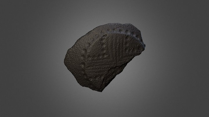 Capeduncola-171 3D Model
