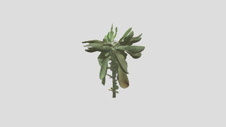 Salvia blanca 3D Model