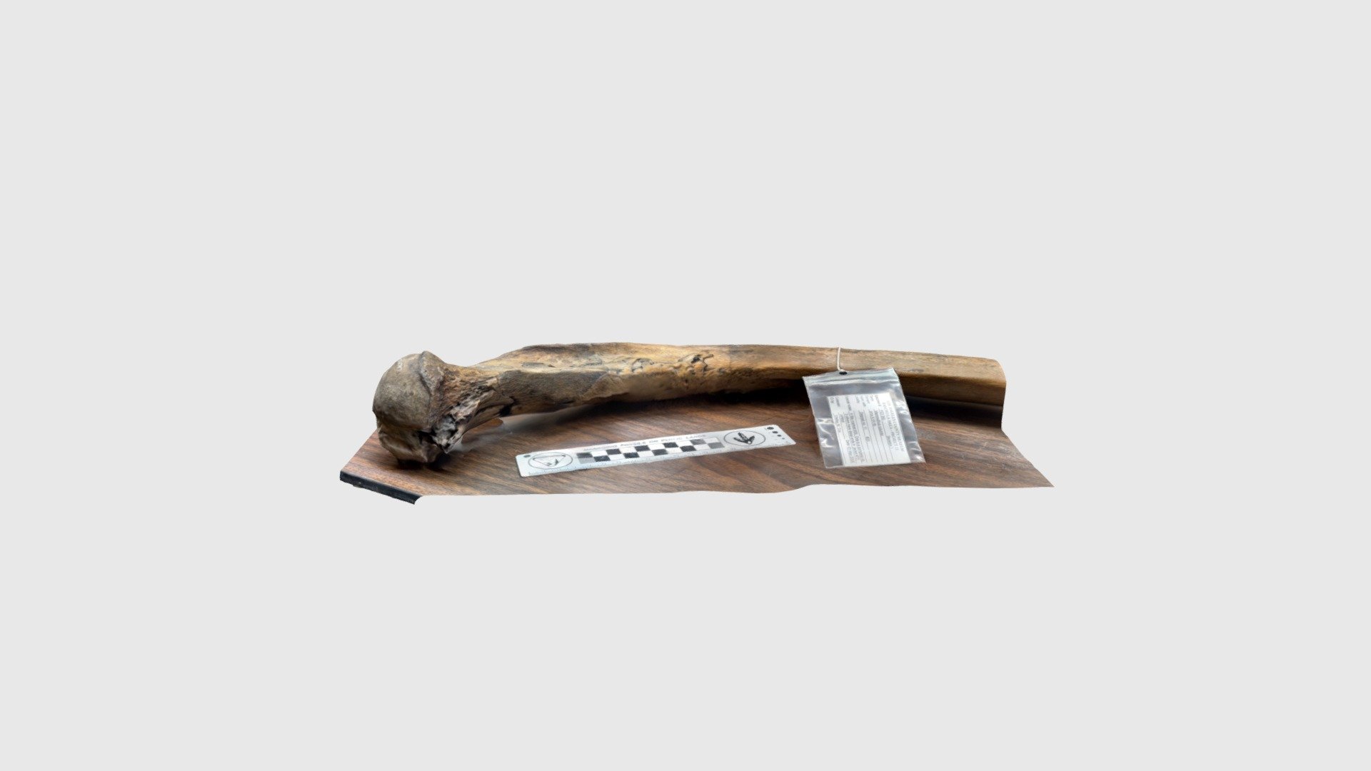 LACM P23 360 Rib VII left 2 - Download Free 3D model by JoshLivelyPhD ...